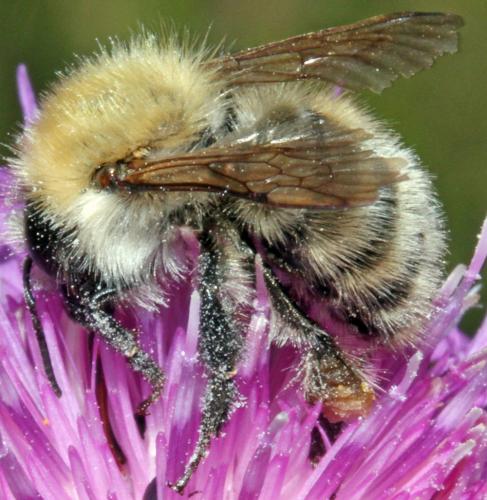 Bombus sp.